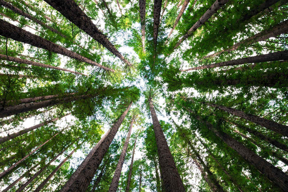 Você sabe a diferença entre manejo florestal e reflorestamento? - Província