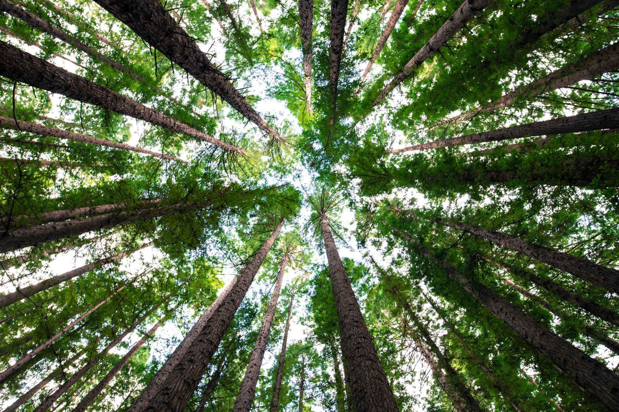 Você sabe a diferença entre manejo florestal e reflorestamento? - Província